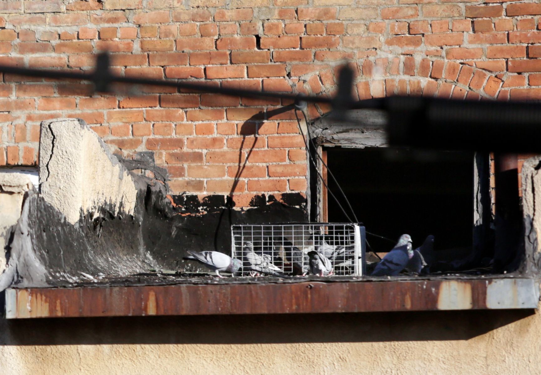 Pigeon trap